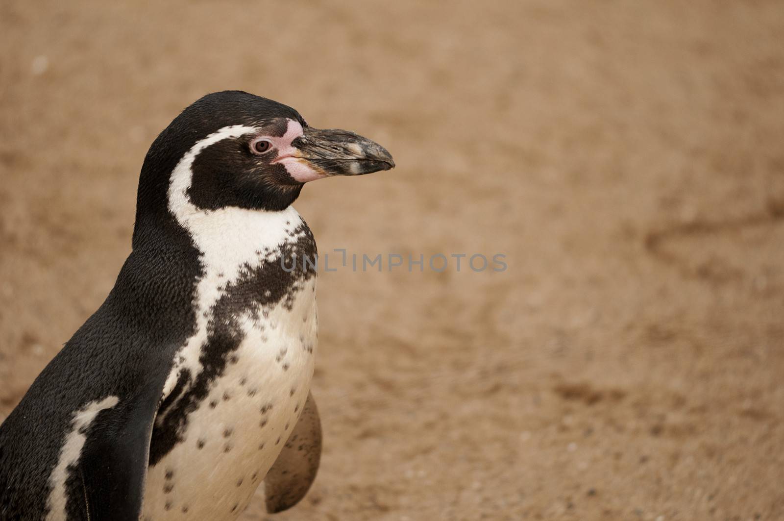 The Magellanic Penguin (Spheniscus magellanicus) is a South American penguin, breeding in coastal Argentina, Chile and the Falkland Islands, with some migrating to Brazil where they are occasionally seen as far north as Rio de Janeiro. It is the most numerous of the Spheniscus penguins.