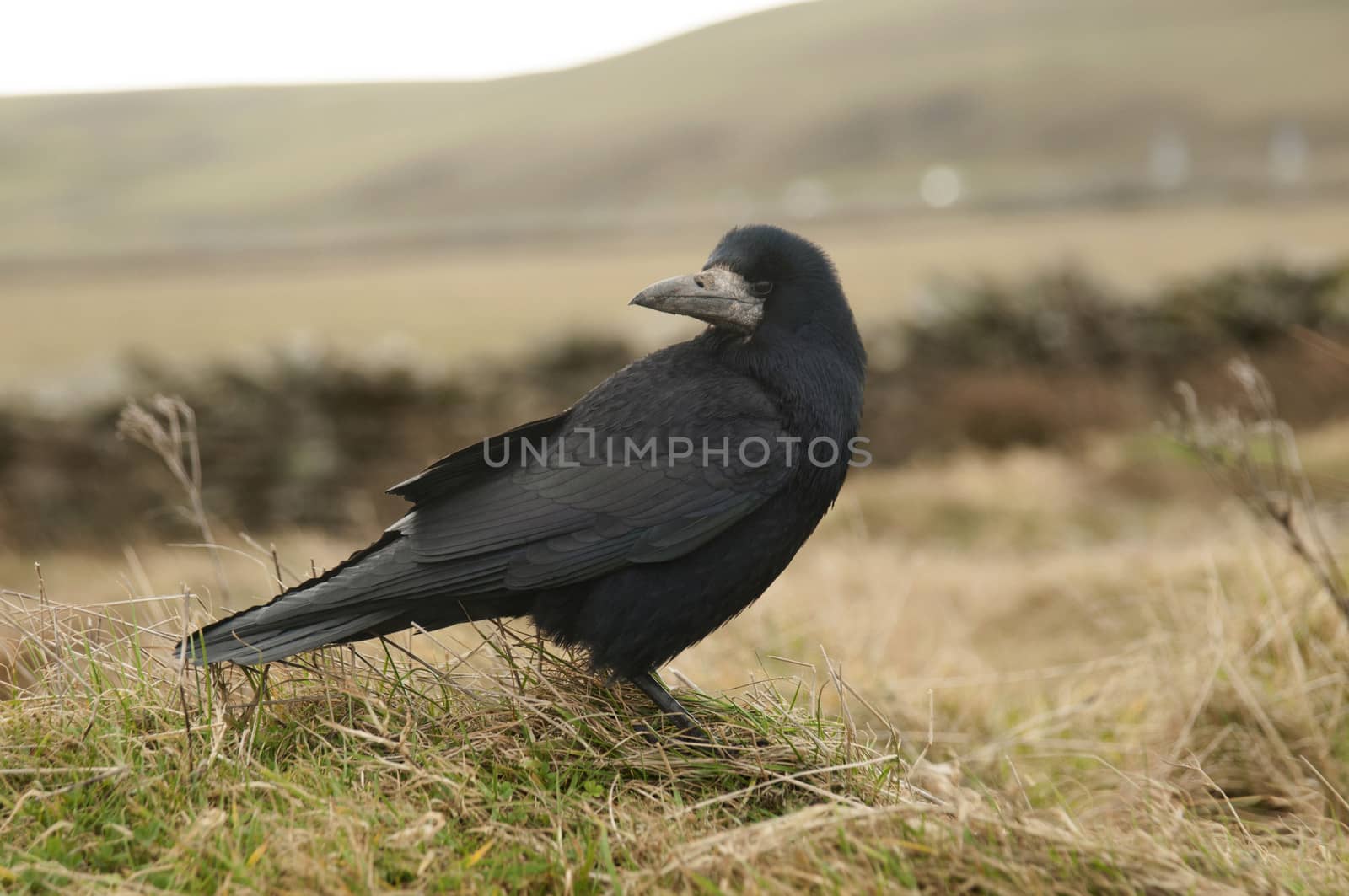 The Carrion Crow (Corvus corone) is a member of the passerine order of birds and the crow family which is native to western Europe and eastern Asia.