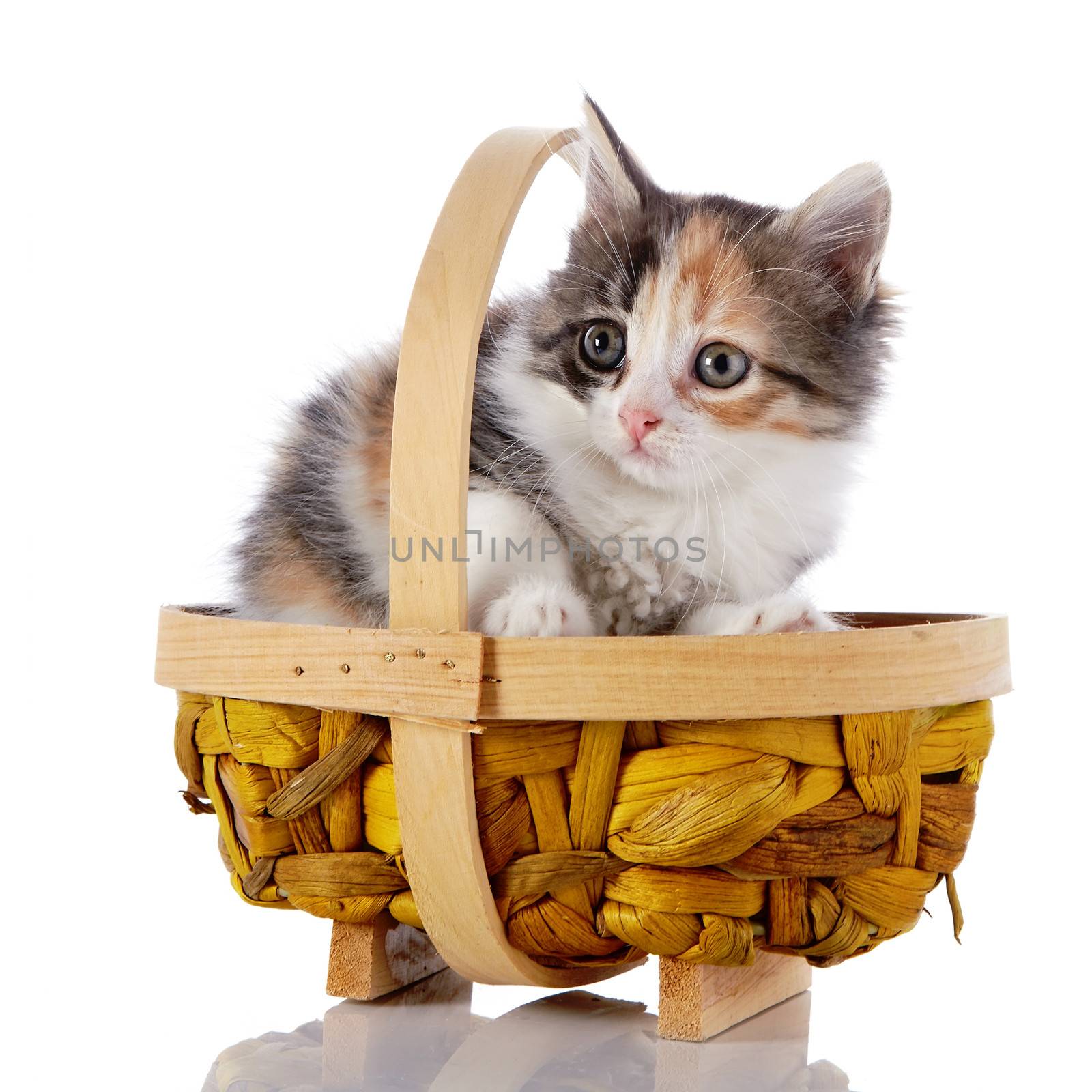 Kitten in a basket. by Azaliya