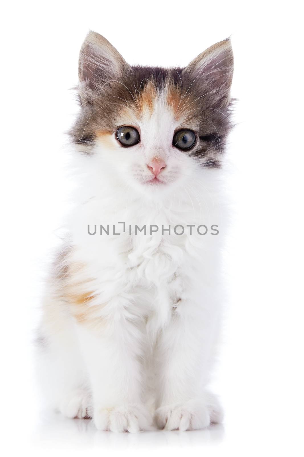 Multi-colored small kitten. Kitten on a white background. Small predator. Small cat.