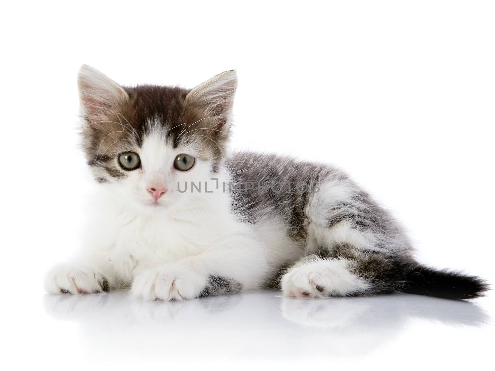 Small kitten. Kitten on a white background. Small predator. Small cat.