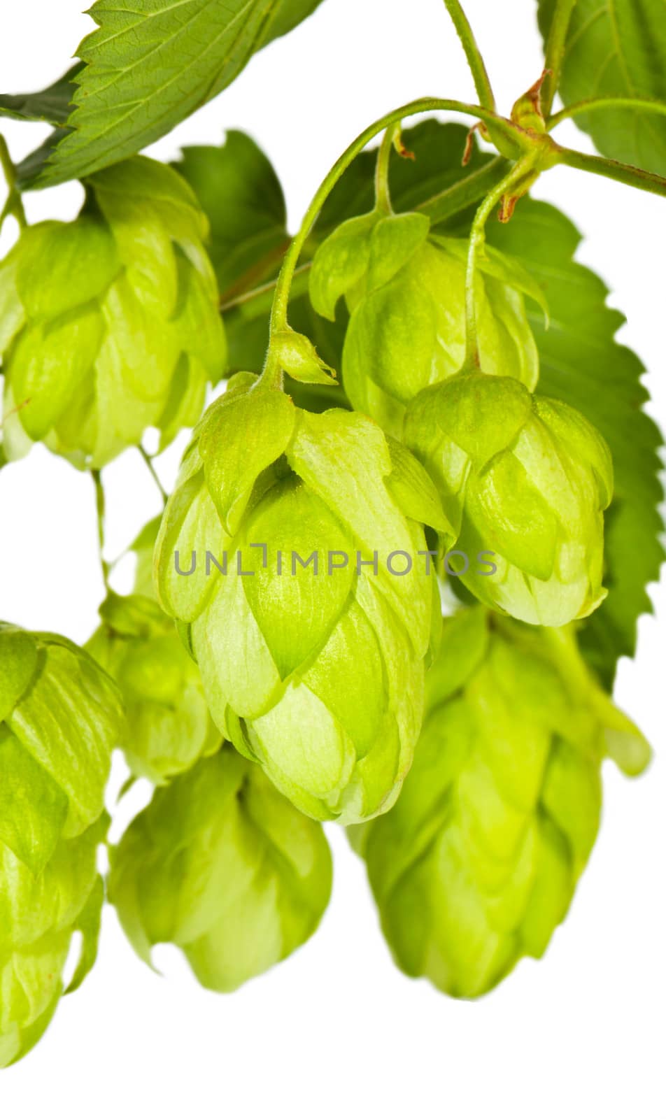 Branch of green hop closeup by RawGroup