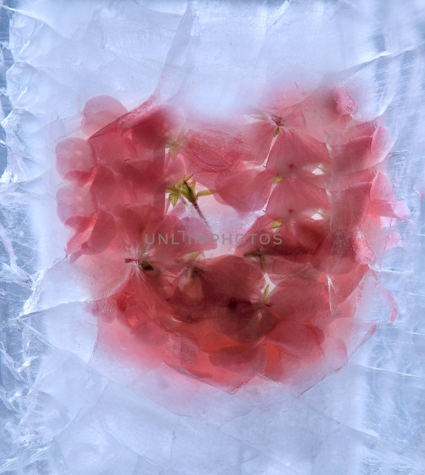 Frozen beautiful pelargonium flower.  blossomsin the ice cube 