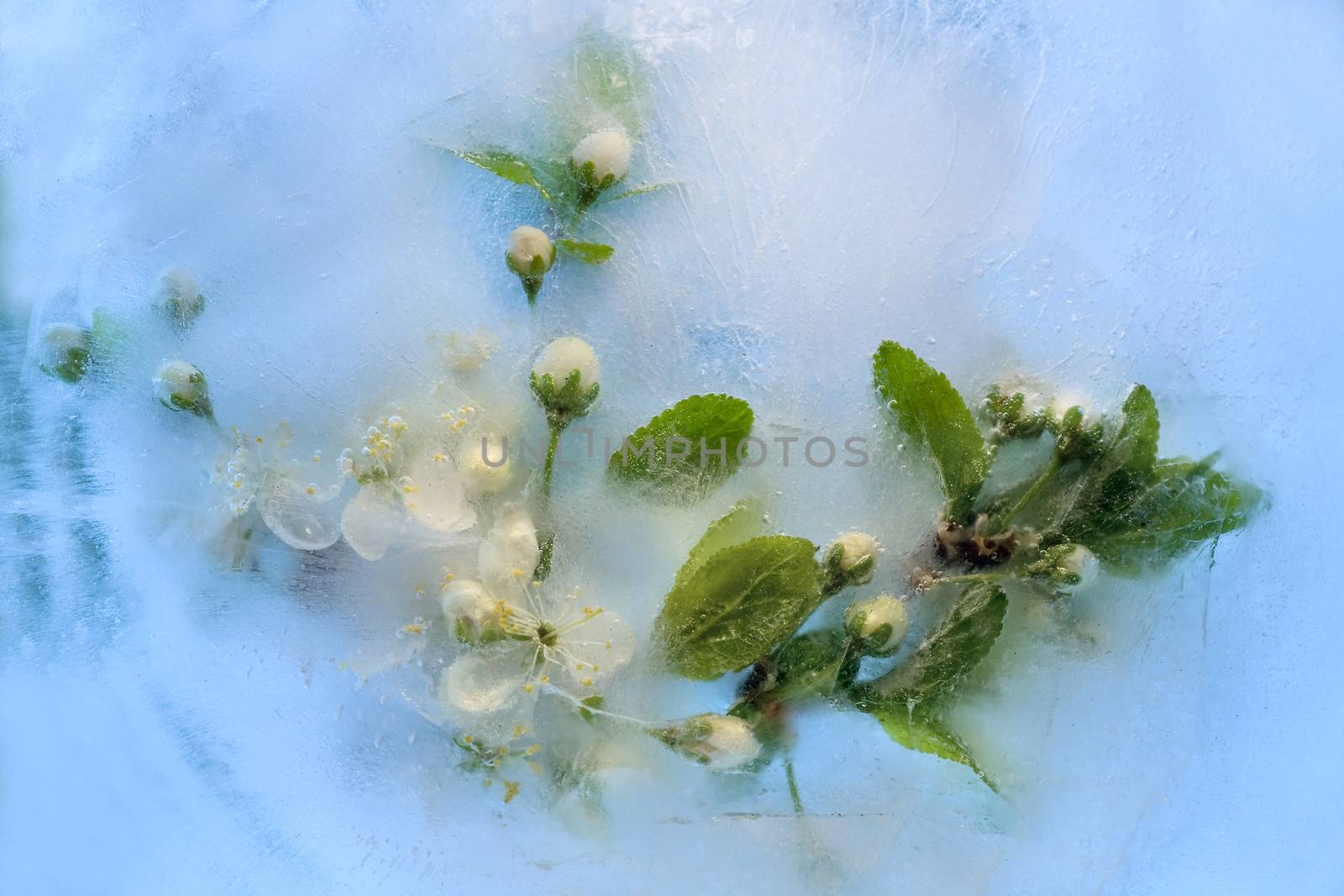 Frozen beautiful      cherry  flower.  blossomsin the ice cube 