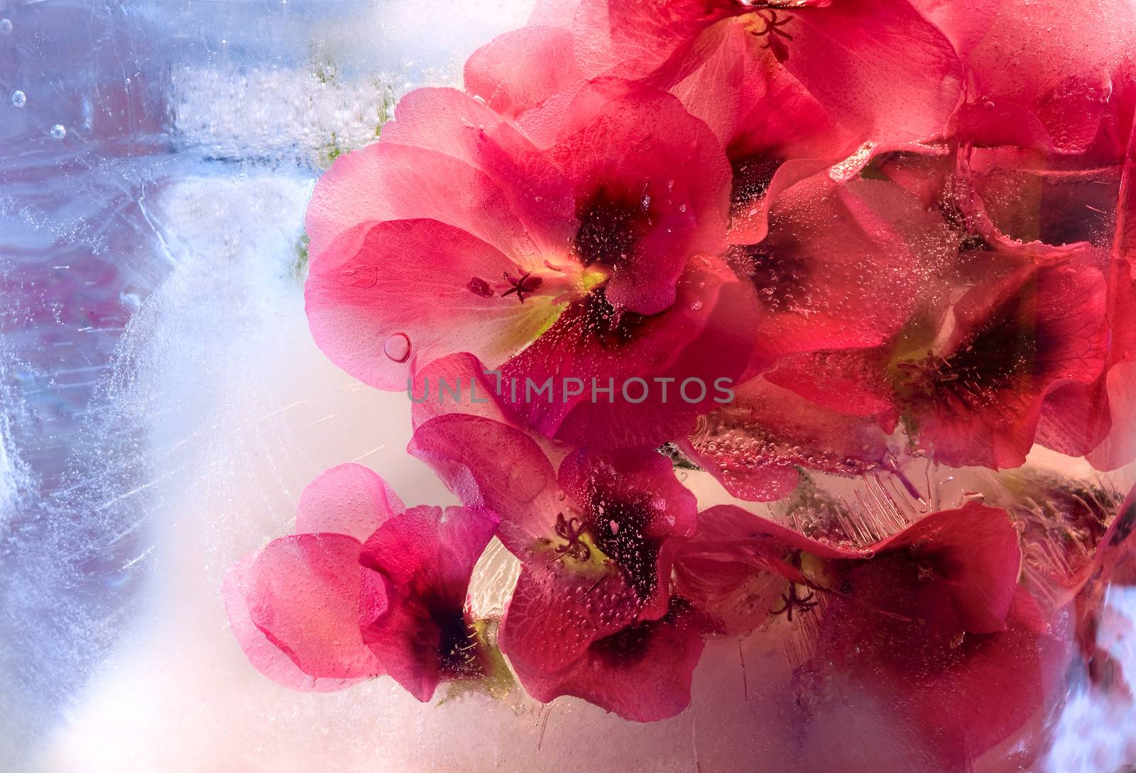 Frozen beautiful pelargonium flower.  blossomsin the ice cube 