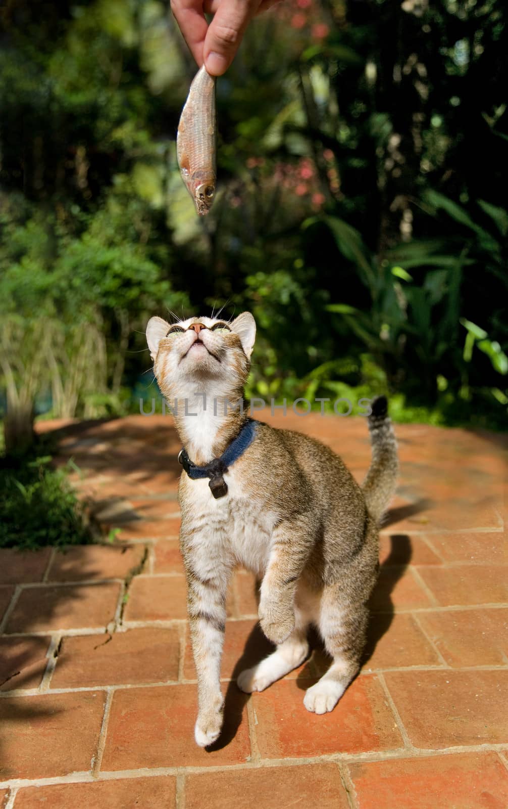 Man is offering a fresh sardine to the cat. by foryouinf