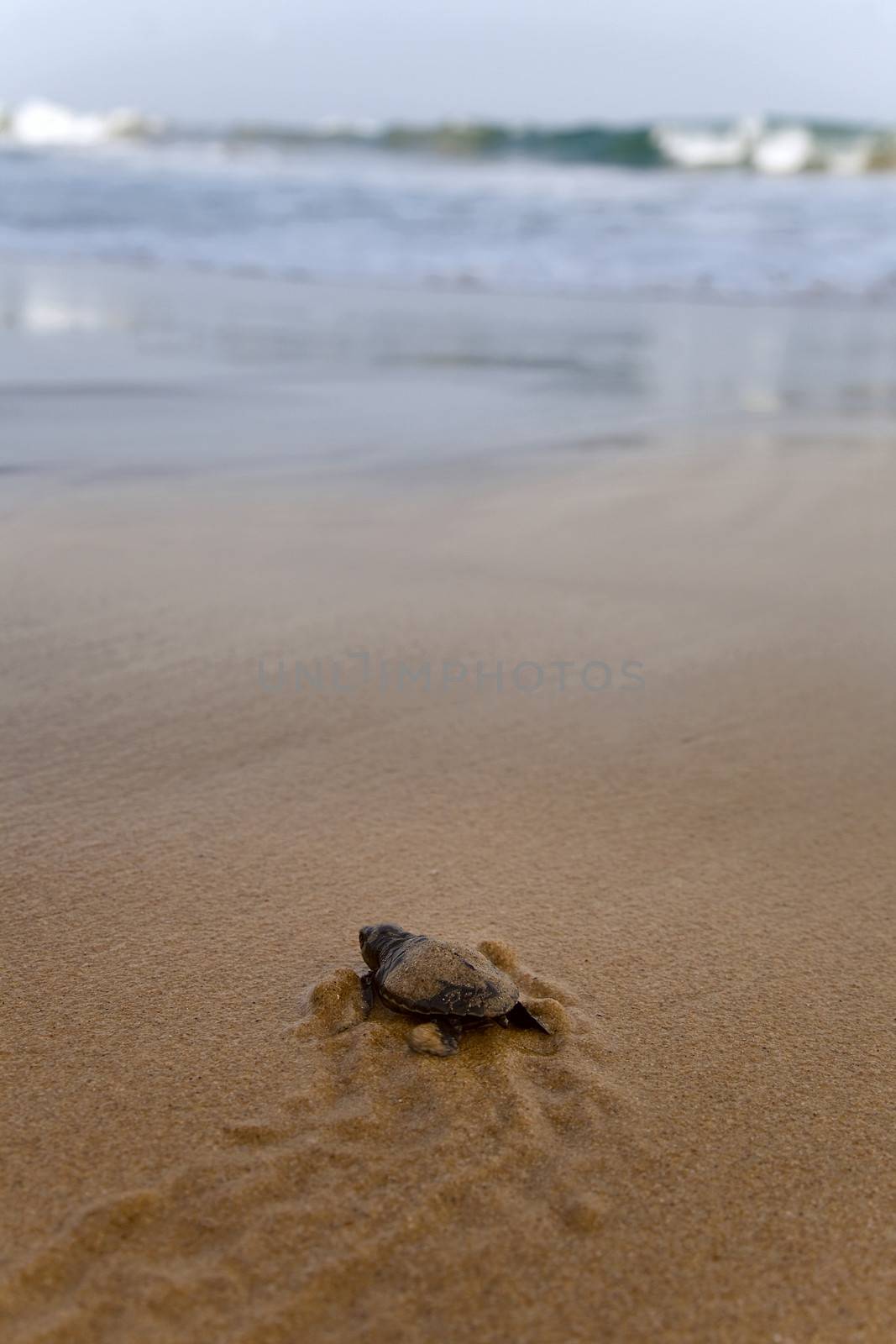 Baby turtles making it's way to the ocean