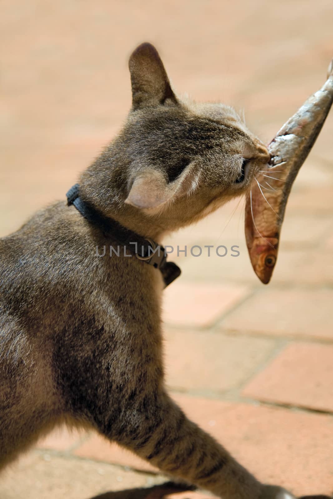 cute little cat eating a small fish by foryouinf