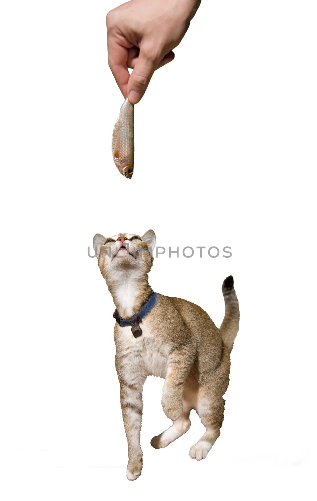 Man is offering a fresh sardine to the cat. Isolated on white background