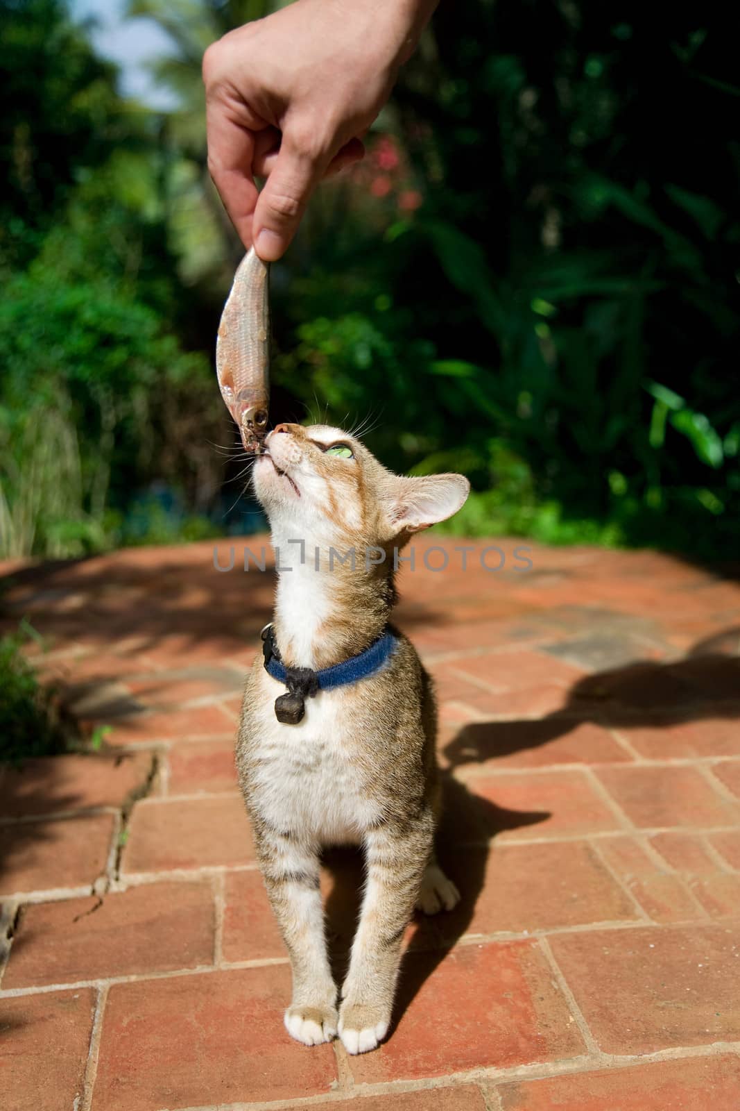 Man is offering a fresh sardine to the cat