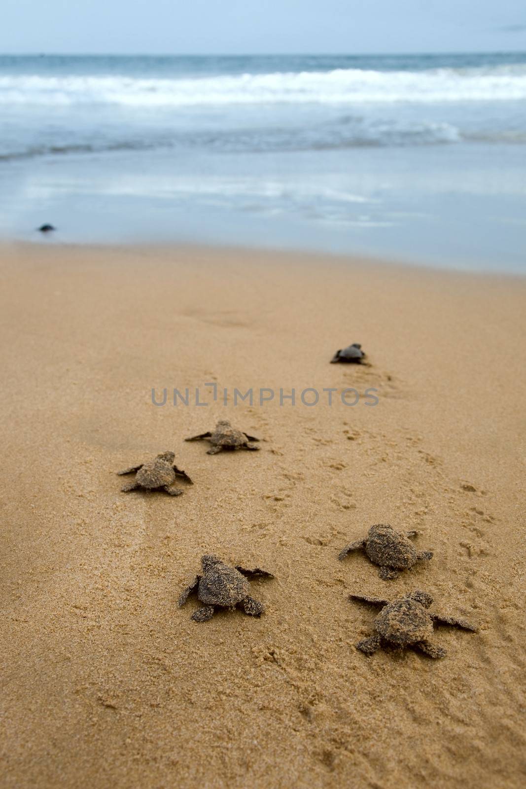 Baby turtles making it's way to the ocean by foryouinf