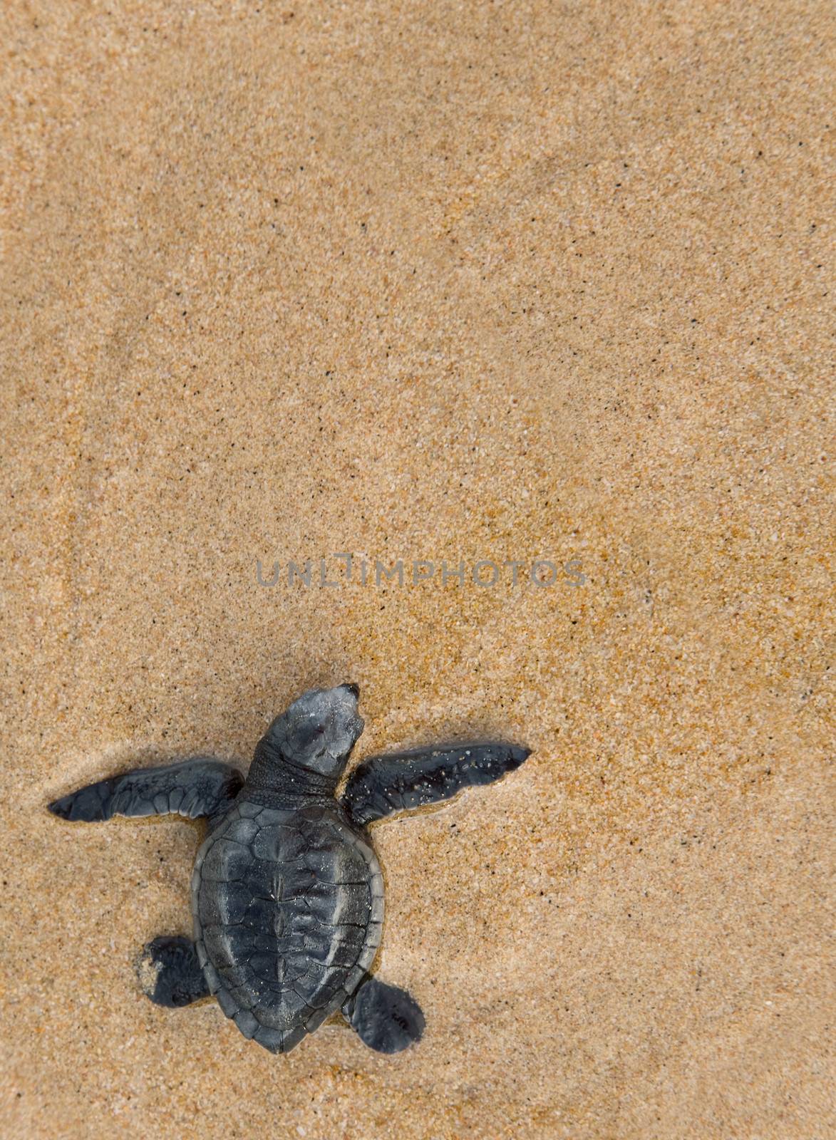 Close-up of baby Loggerhead sea turtle  by foryouinf