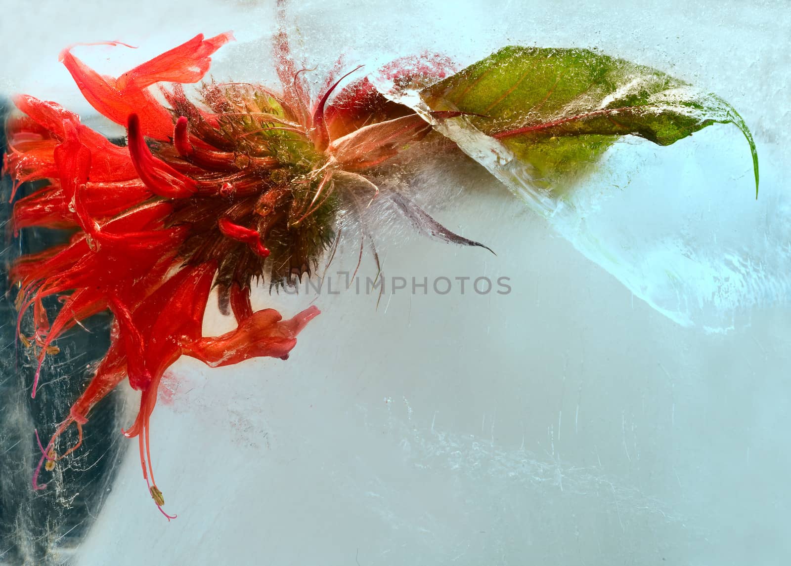 red flower in ice by foryouinf