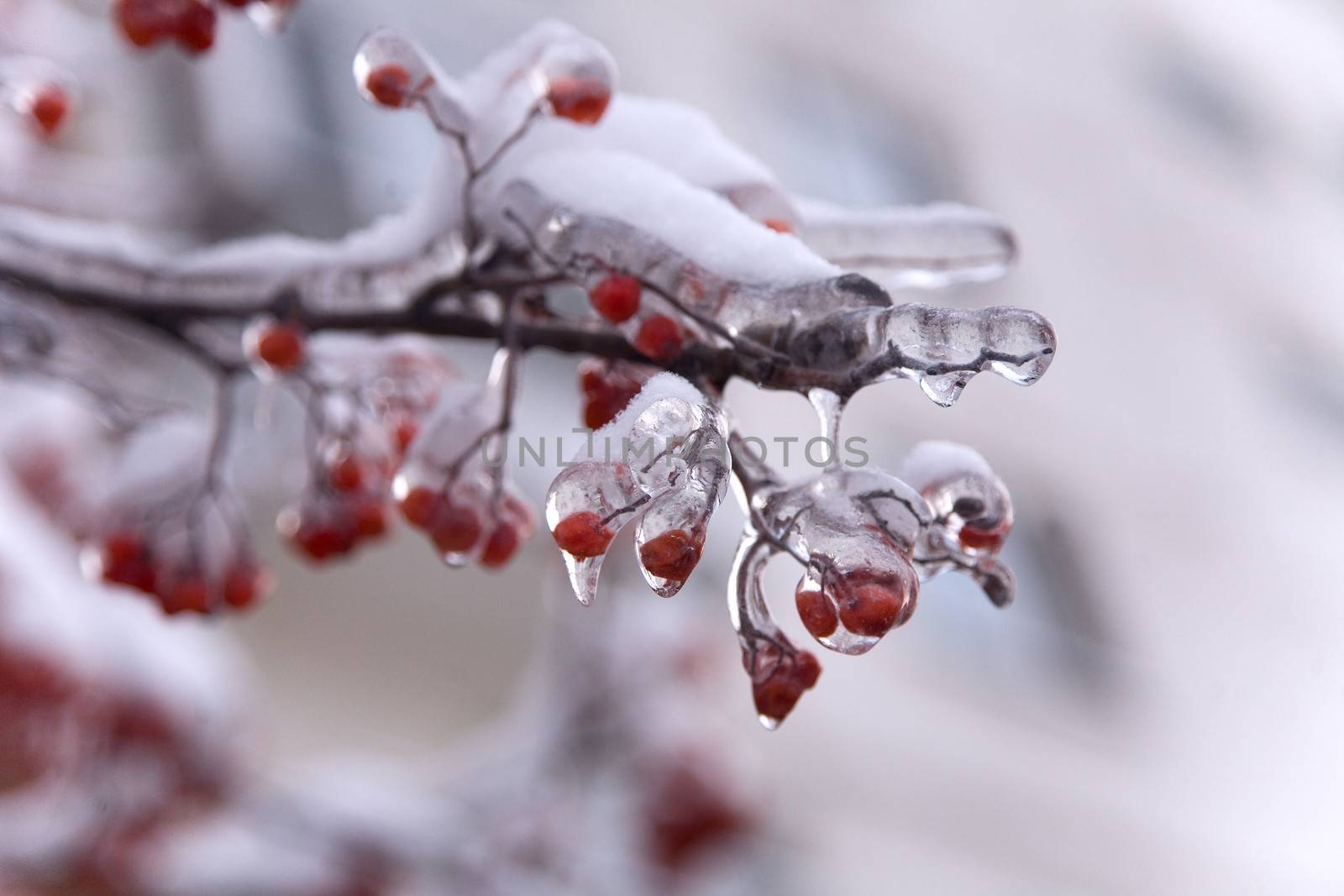 red berry in ise. Frozen  plant with snow
