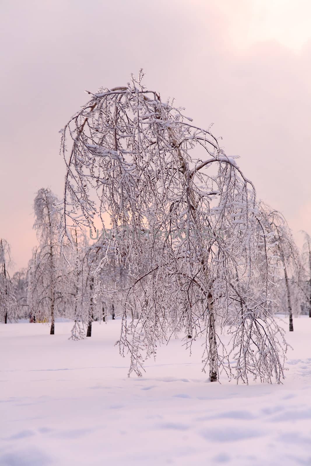 park with birch trees in ise. Winter forest