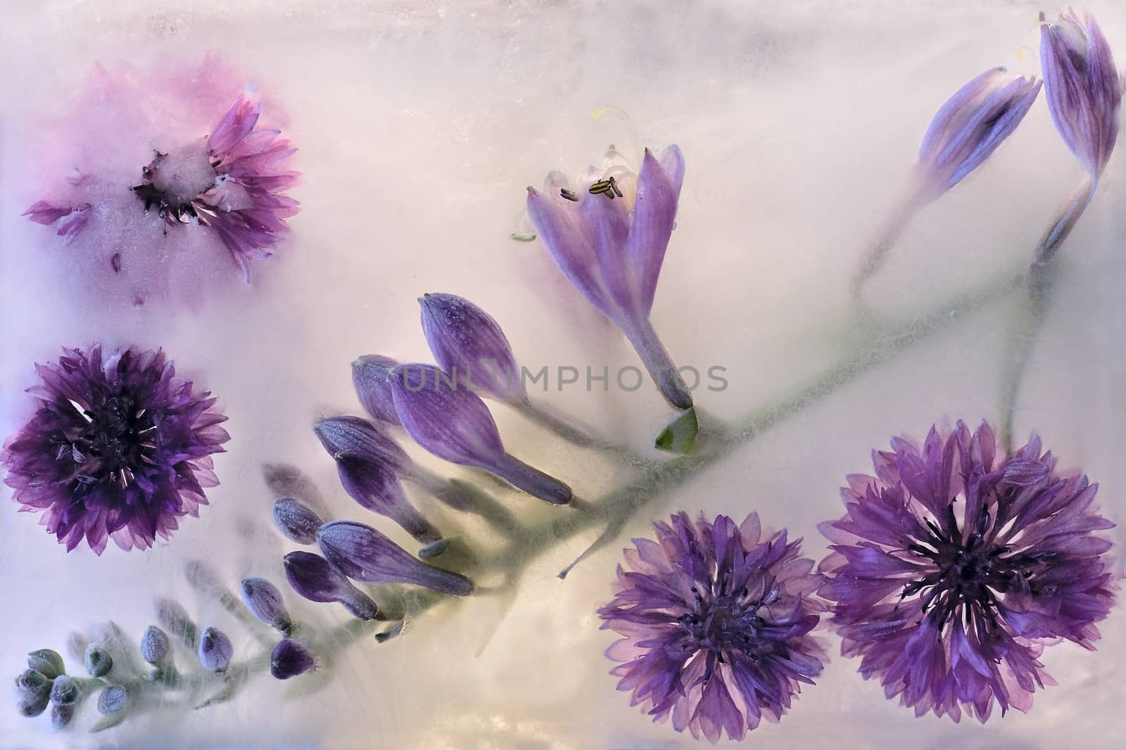 cornflower flower in ice by foryouinf