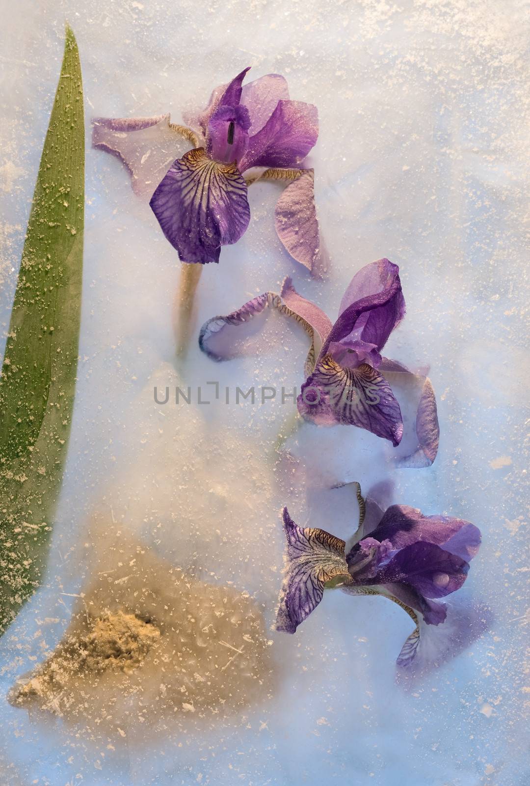 Frozen beautiful   iris flower.  blossomsin the ice cube 