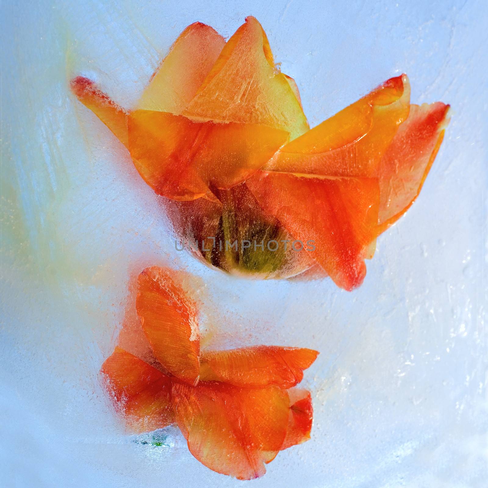 Frozen beautiful  Spathiphyllum floribundum flower.  blossomsin the ice cube 