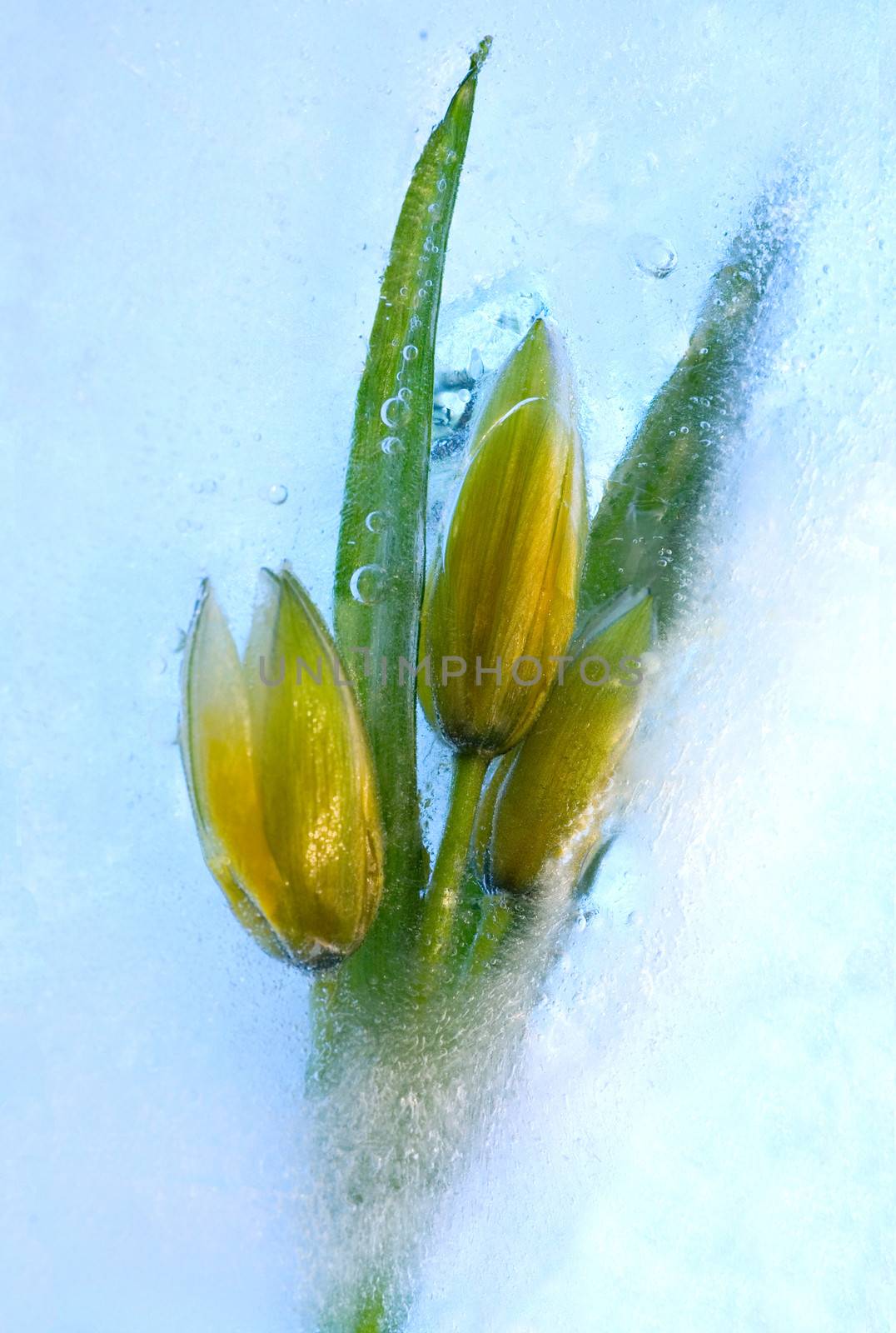 Frozen beautiful   tulip flower.  blossomsin the ice cube 