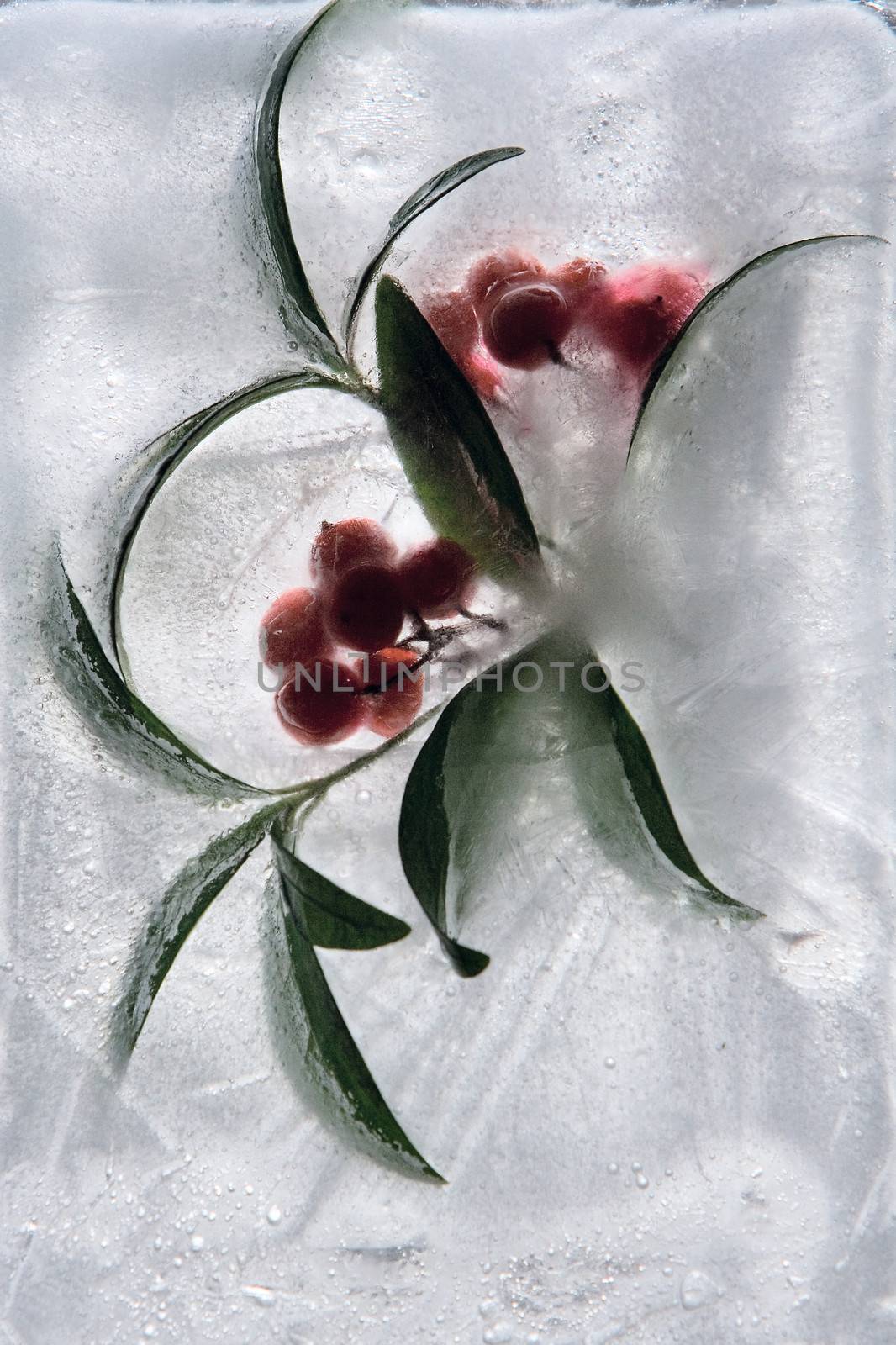 Frozen beautiful   red berry.  blossomsin the ice cube 