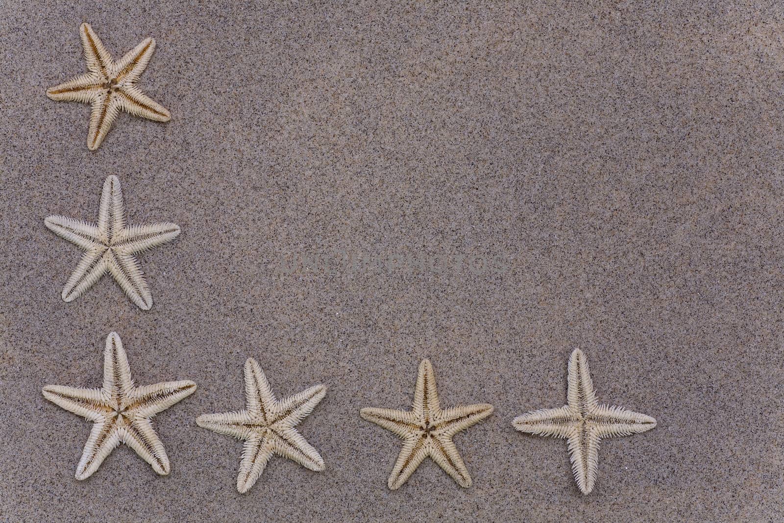 Beautiful starfish on  sand. Macro with copy space included. 
