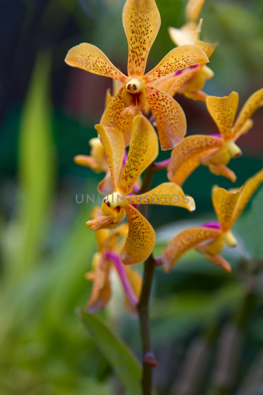 orange Orchid Flowers  in Royal botanic gardens, Peradeniya, Sri Lanka