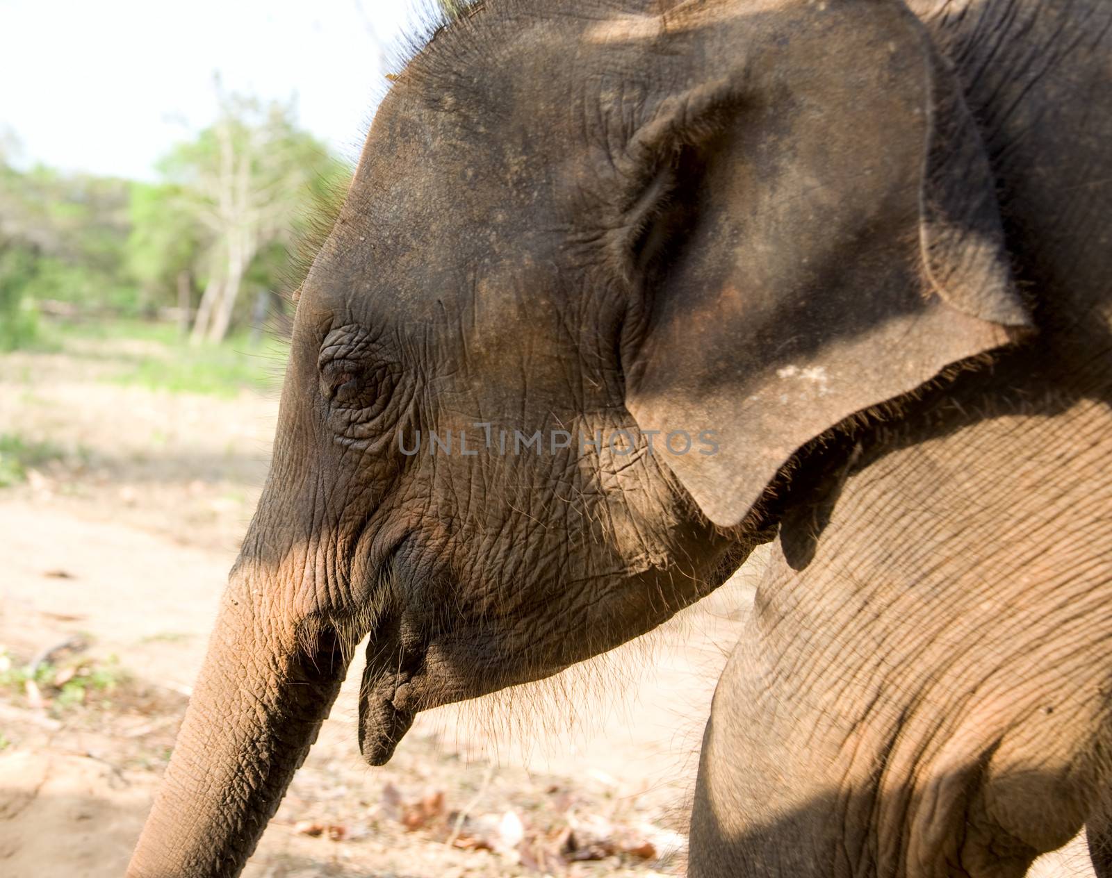 head of Baby Elephant in forest by foryouinf