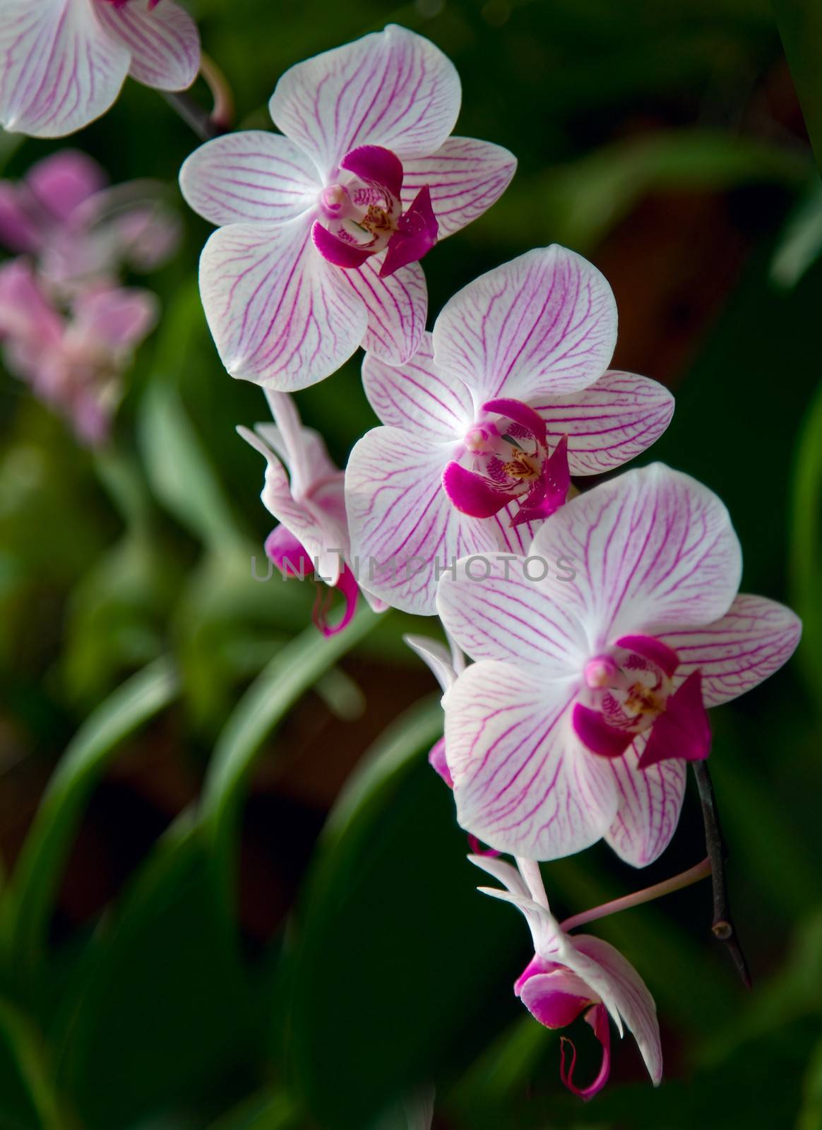Beautiful Rare Violet Orchid  with blur green leaf 
