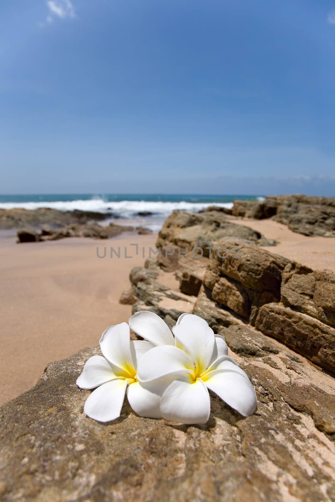 Delicate white frangipani (plumeria) spa flowers on rough stone  by foryouinf