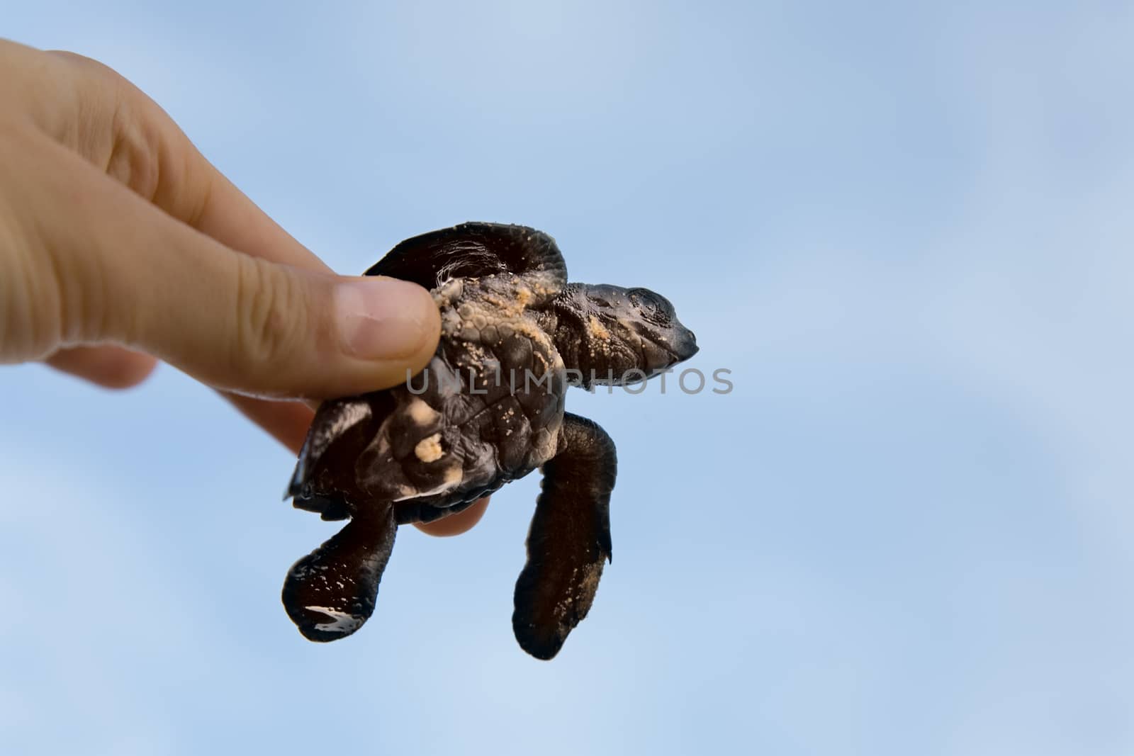 Sea Turtle Hatchling by foryouinf
