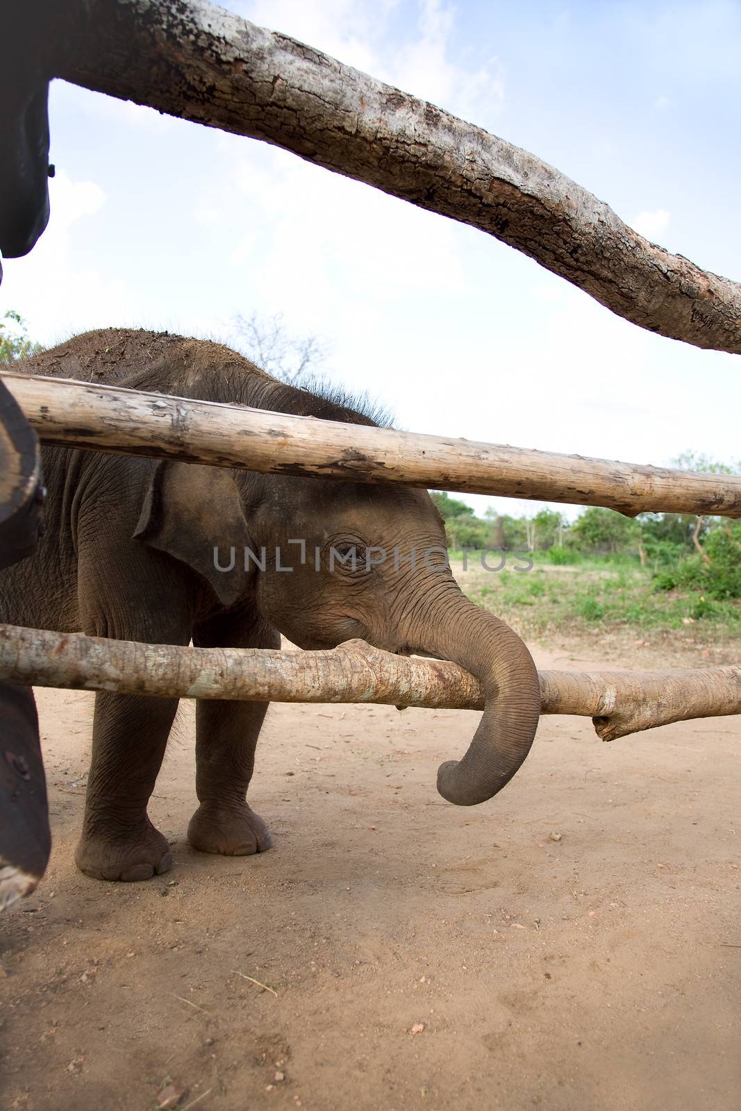 Baby Elephant stands near wood fence, sri lanka