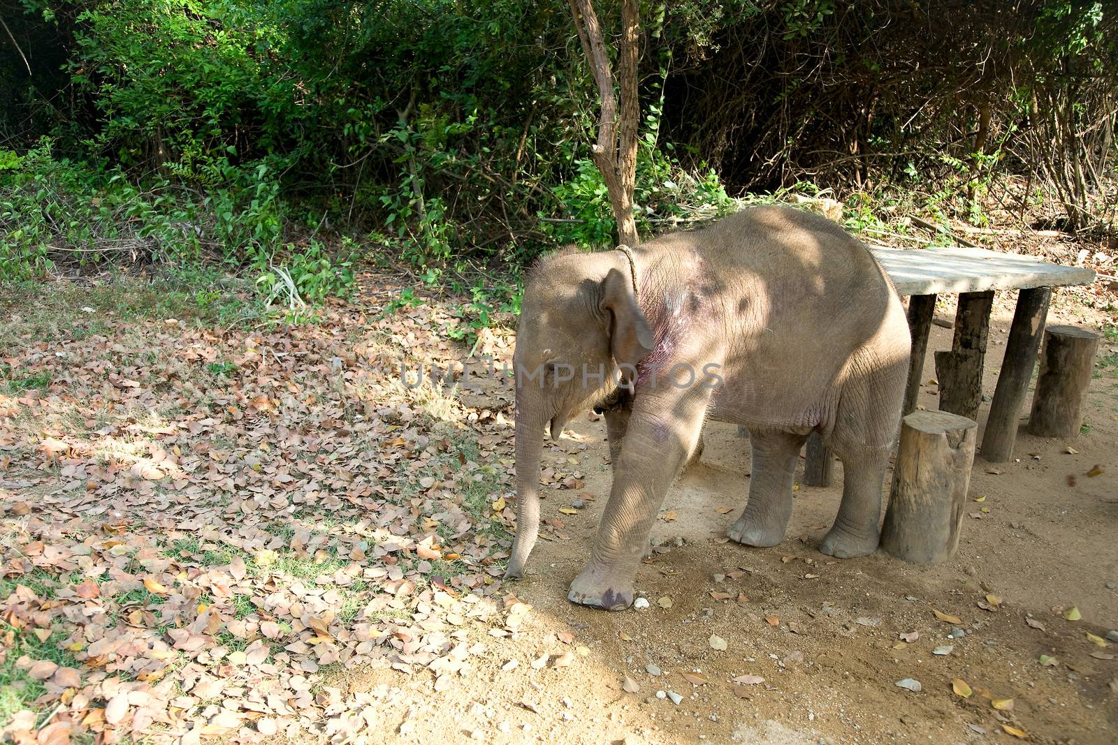 Baby Elephant stands near wood table, sri lanka