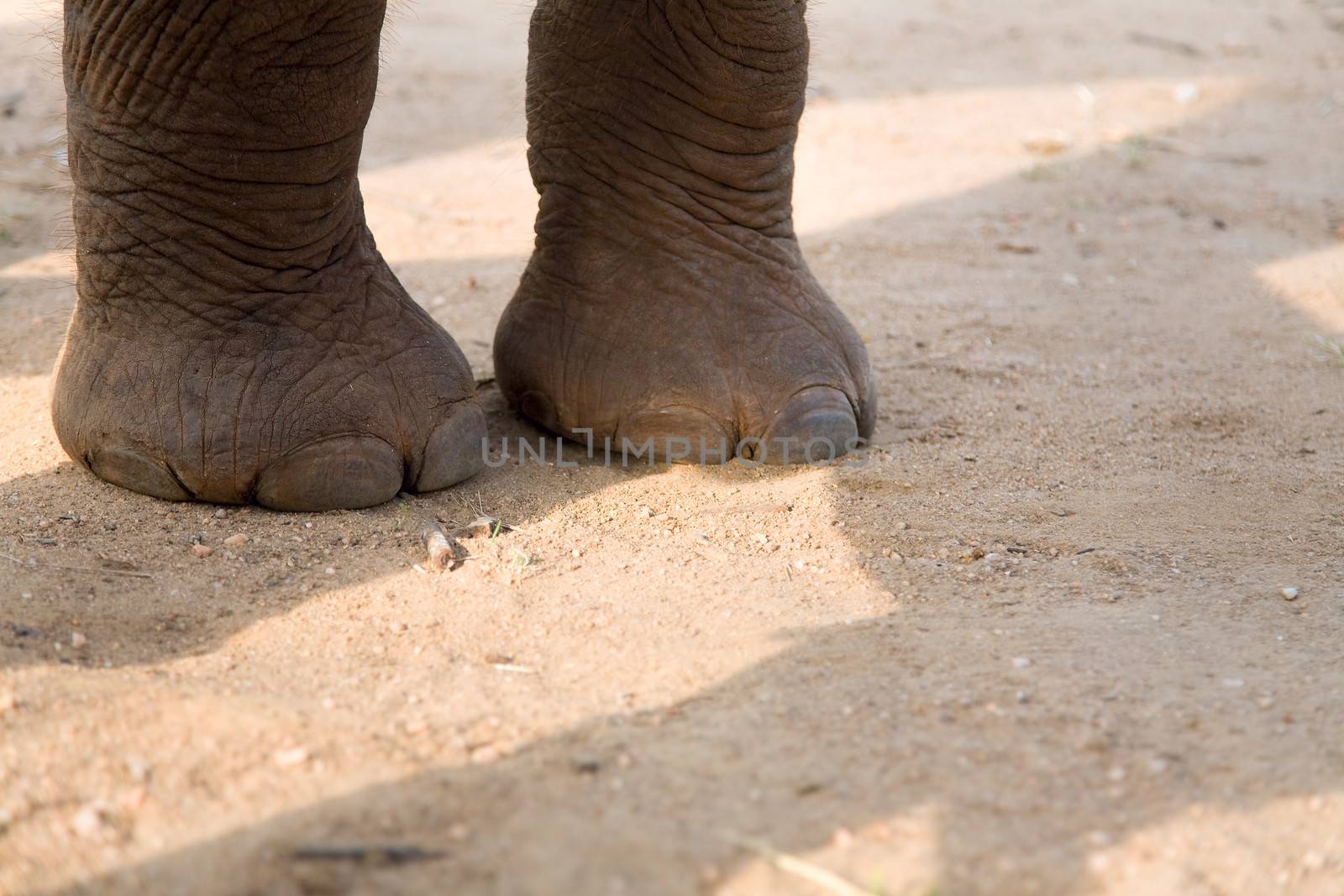 legs of Baby Elephant on road, sri lanka