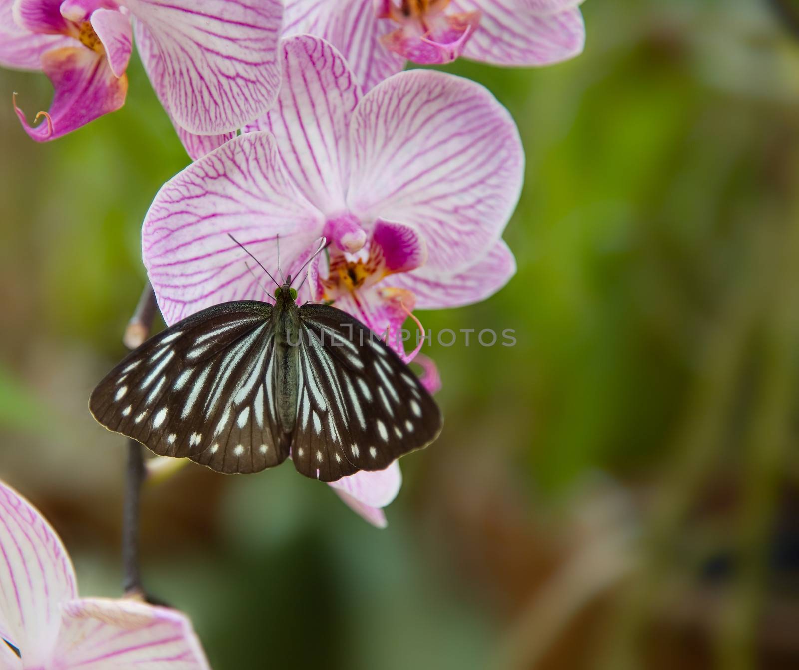 Beautiful Orchid with butterfly by foryouinf