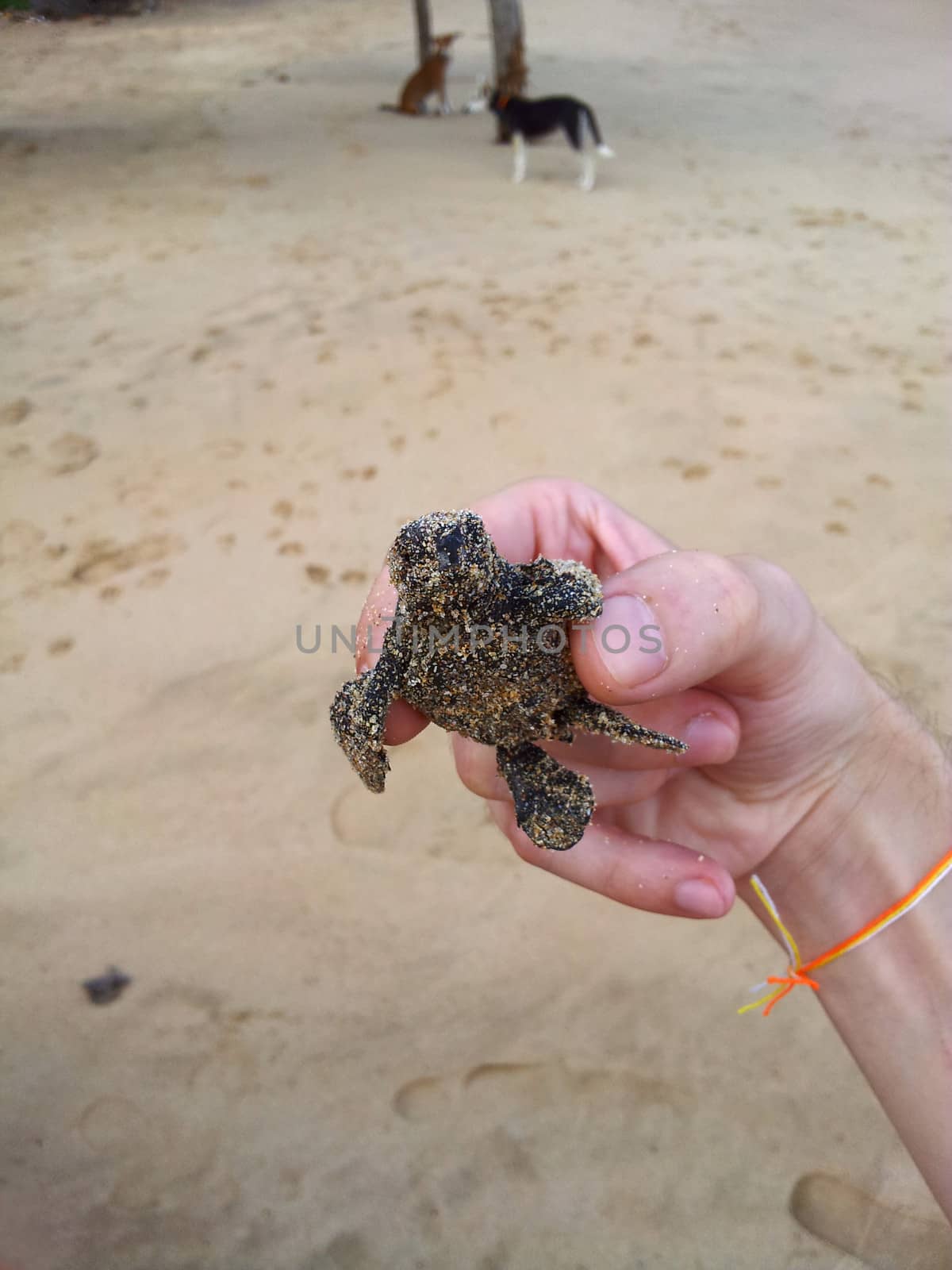 Loggerhead Turtle baby(Caretta carretta)  by foryouinf