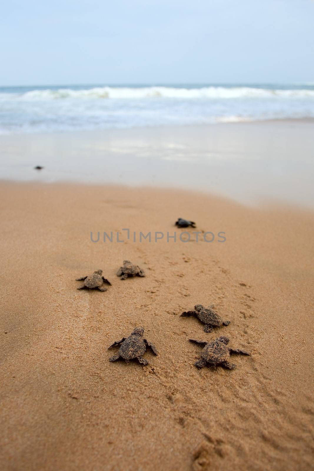Loggerhead sea turtle emergence: the turtles emerge in a group and proceed to crawl down the beach to the water 