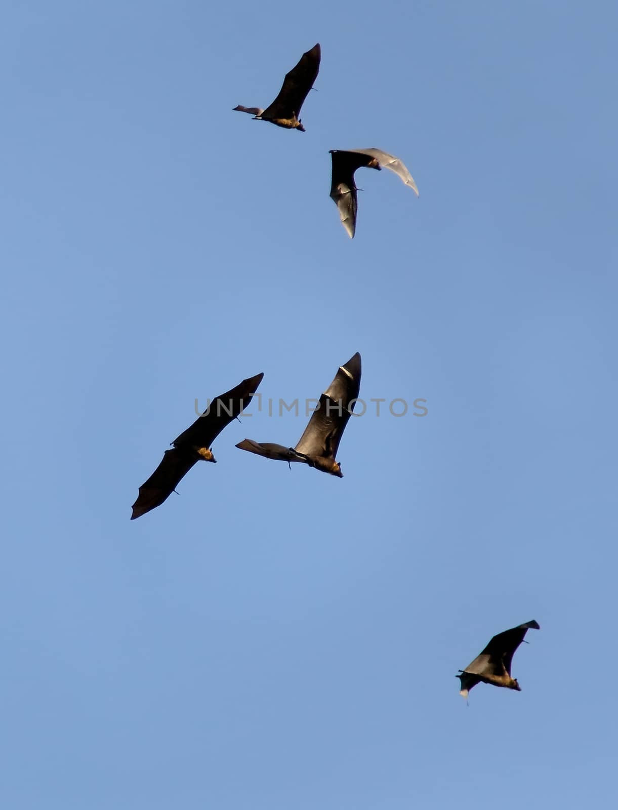 Indian Flying Fox flying over  Royal botanic gardens, Peradeniya, Sri Lanka