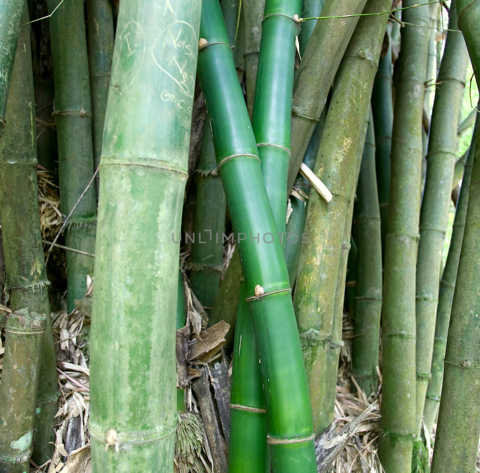 Canes of giant bamboo in the Royal Botanical Gardens, Peradeniya, Kandy, Sri Lanka 