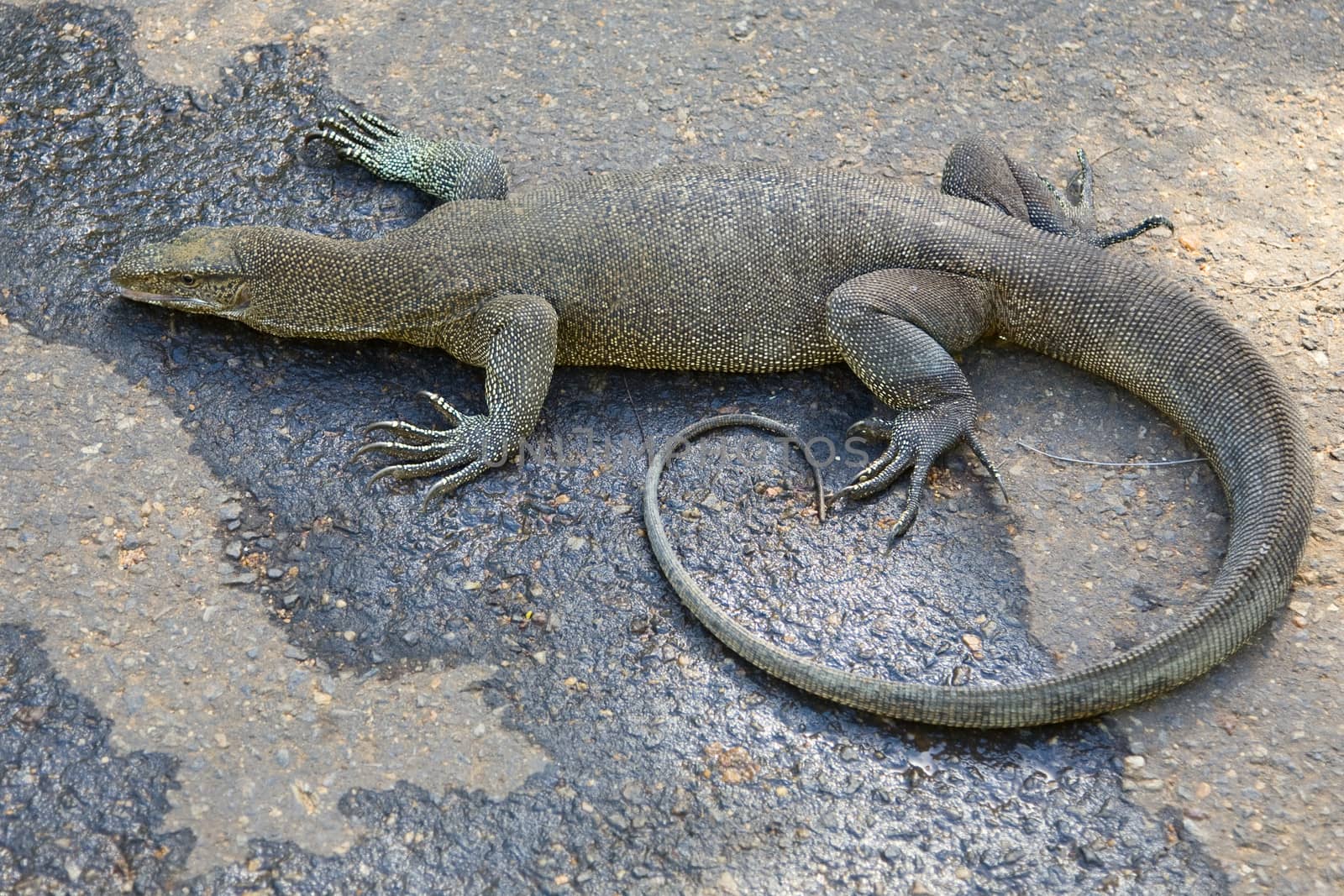 monitor lizard  walking on road, Sri Lanka 