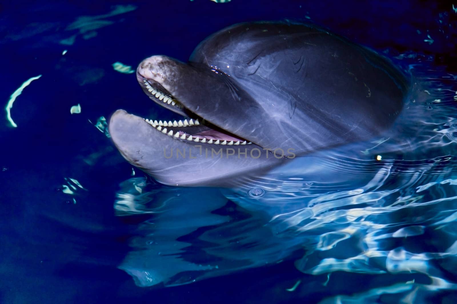 bottle-nose dolphin with  teeth looking to  the camera 