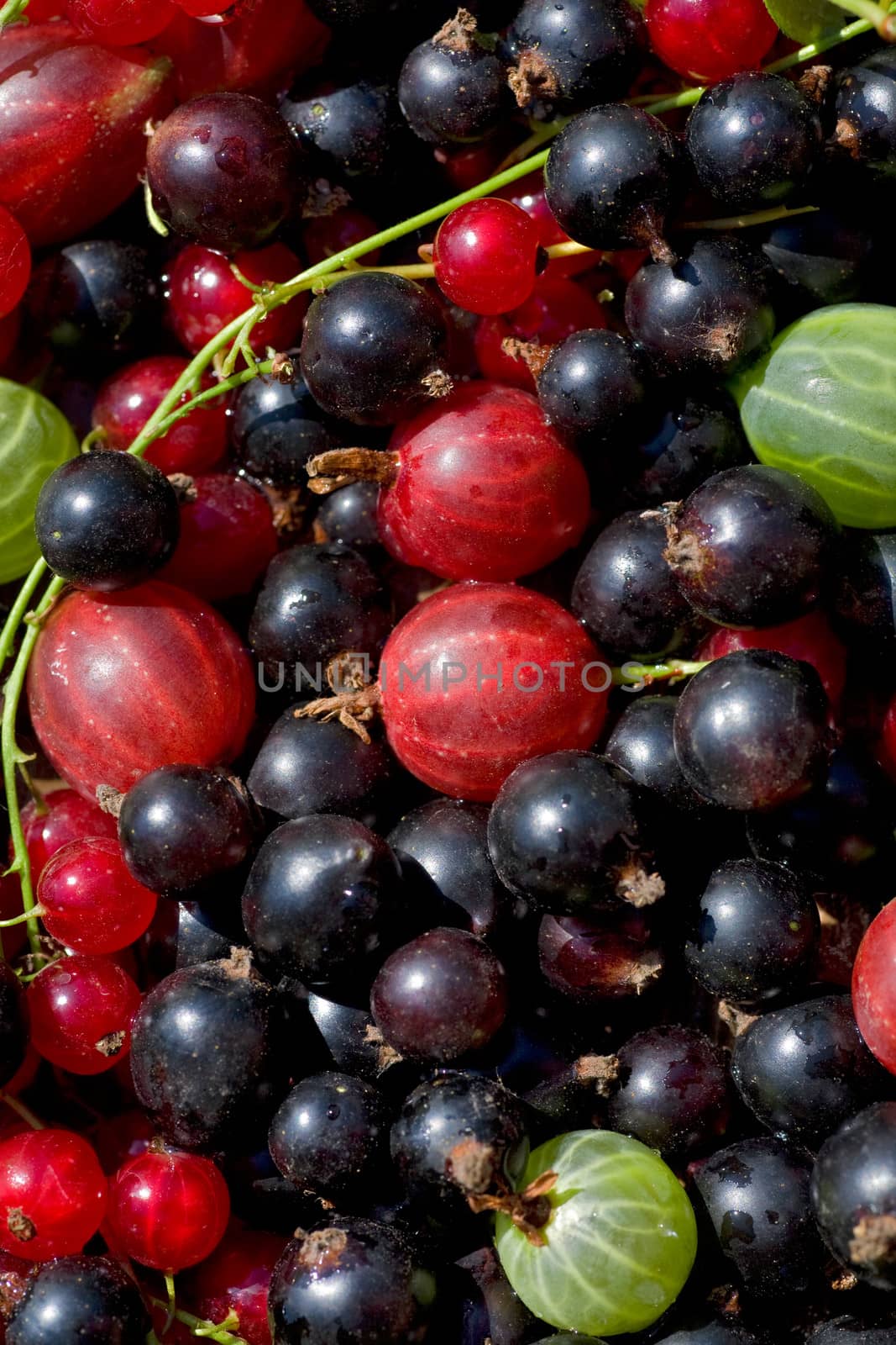 Fresh ripe perfect berrys. Food  Background 