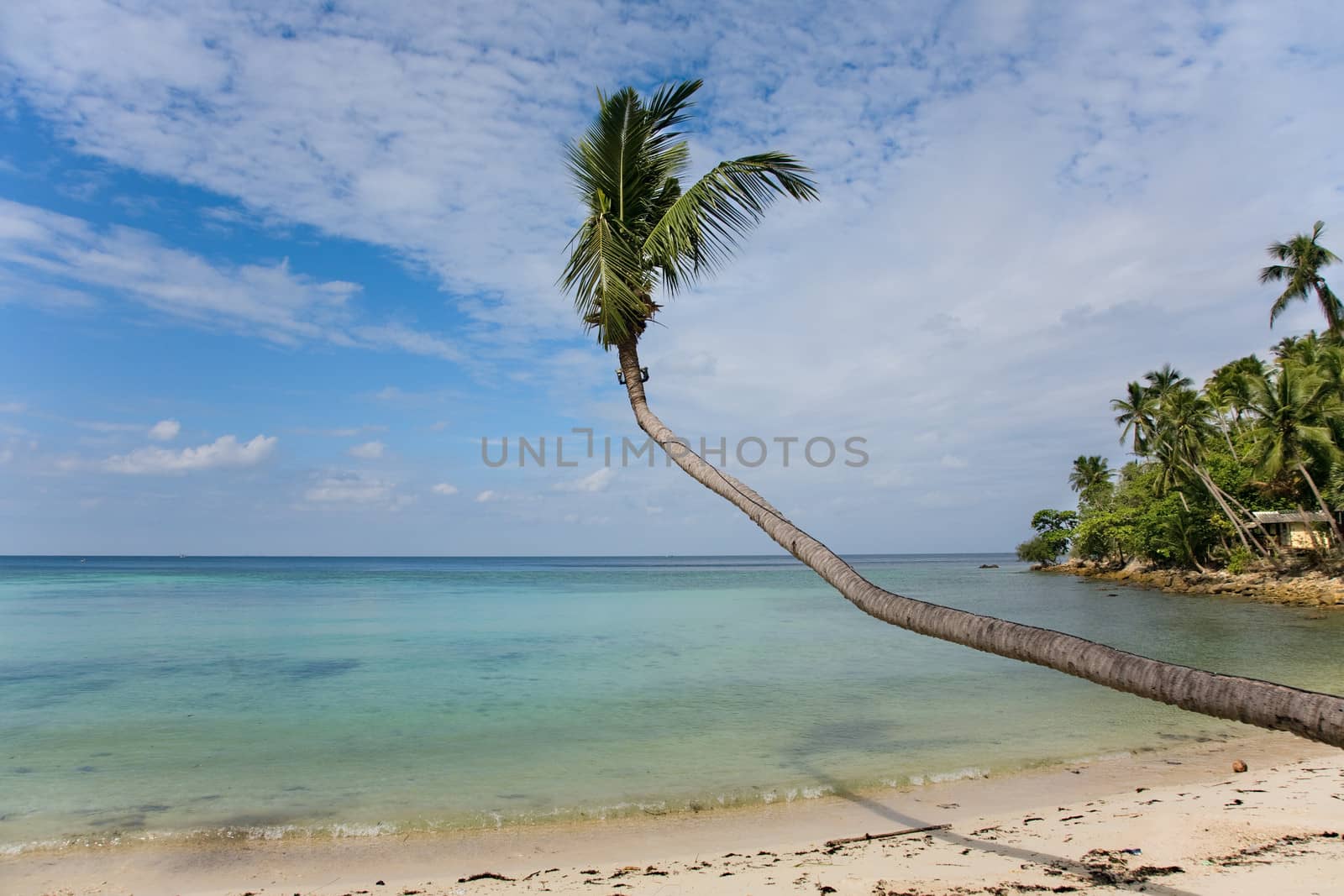 sea and beach with coconut palm on Haad Salat Beach in Koh Pangan, Thailand 