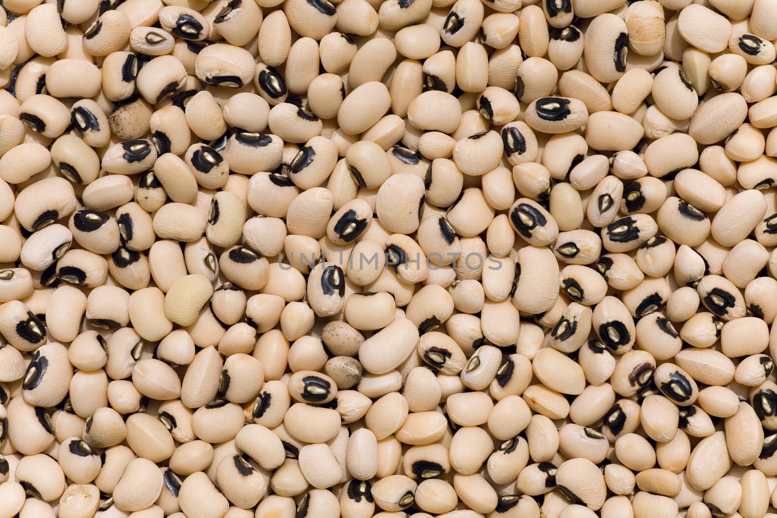  background  of  white bean grains in India