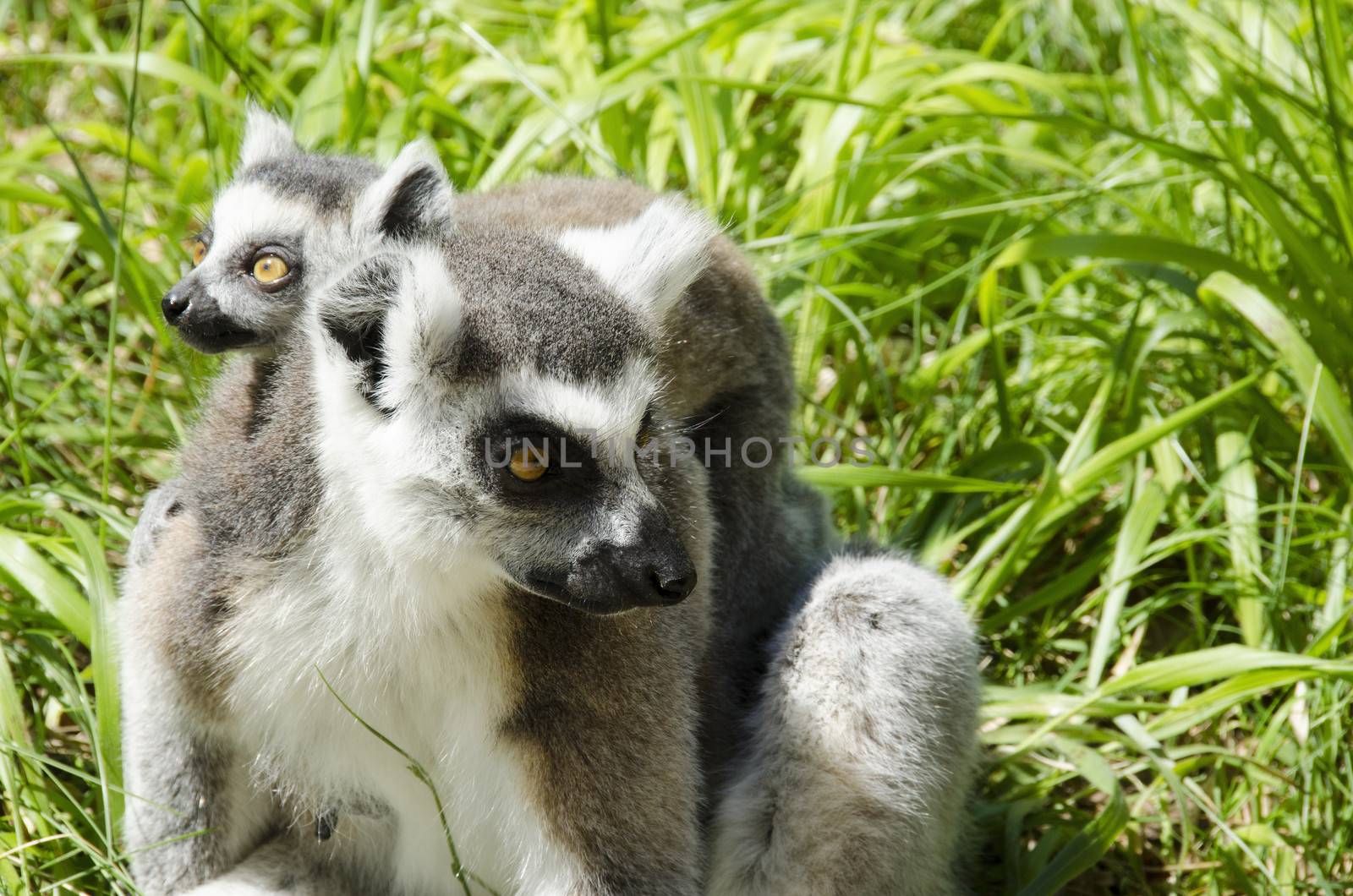 Ring tailed lemur, lemur catta mother with juvenile