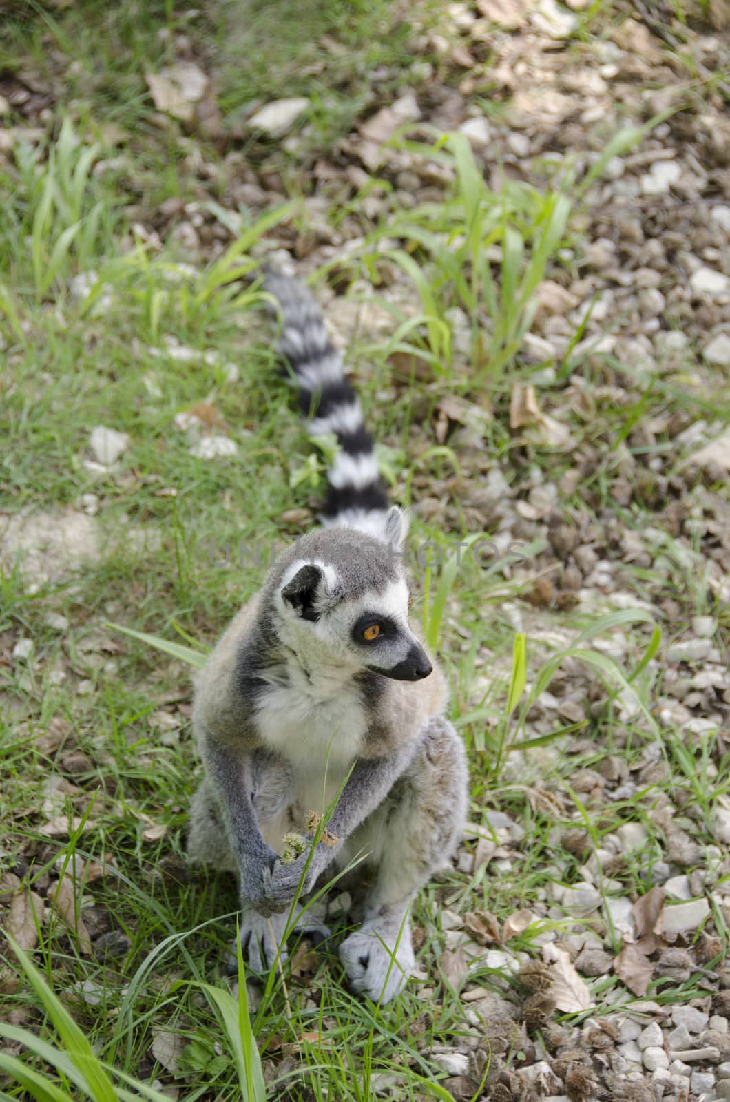 Ring tailed lemur, Lemur catta sitting on the ground