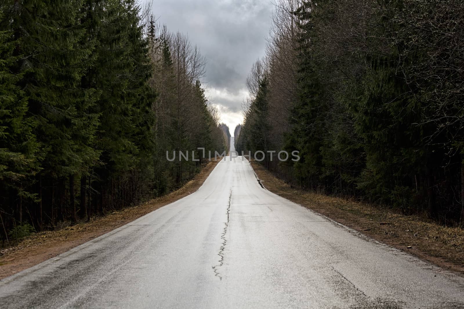 Forest road by Roka