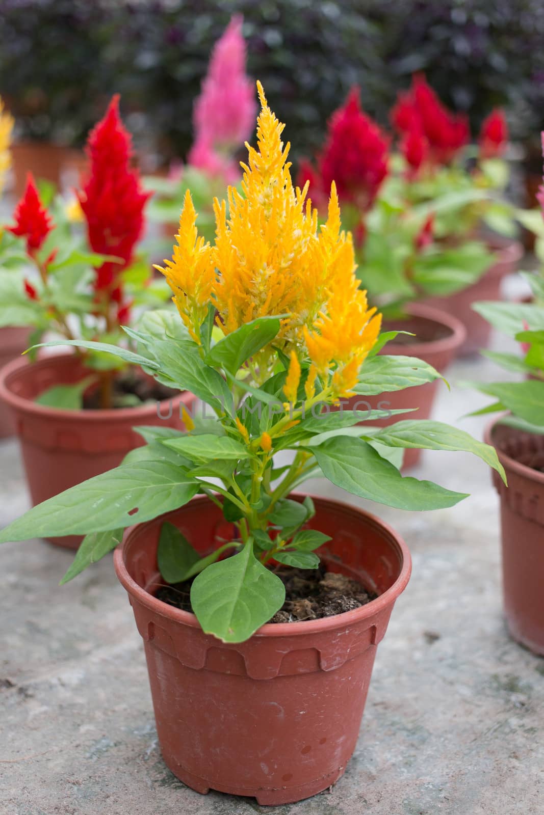 Plumed celosia, Wool flower, Red fox many color in pot