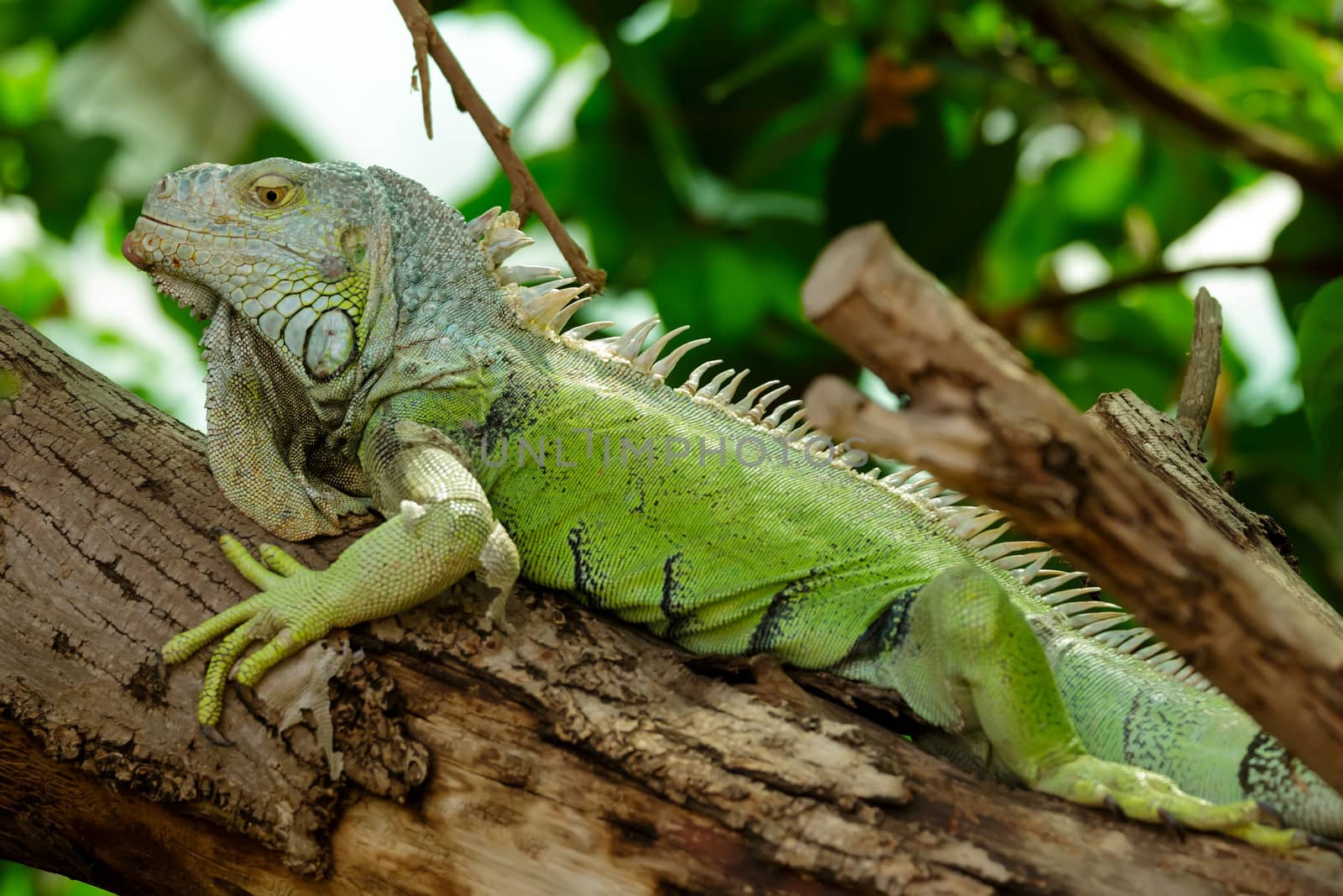 Lazy iguana lay on the tree