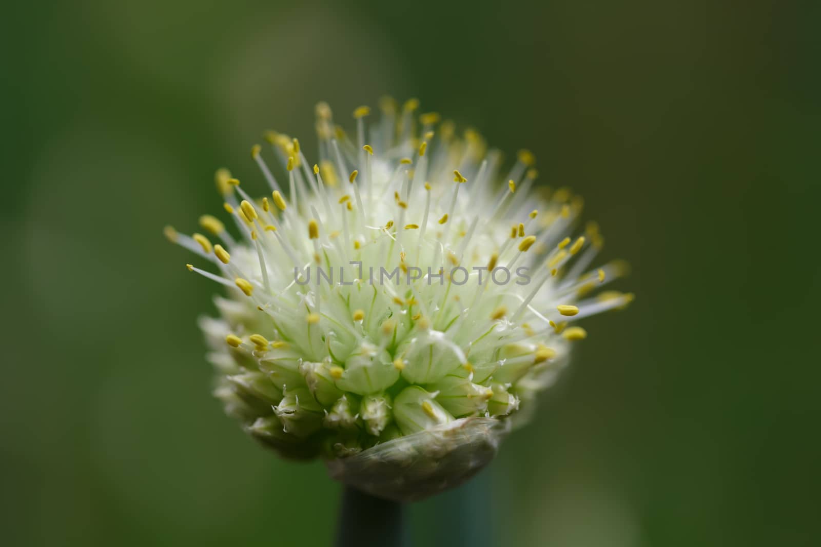 Fresh flower of garlic by Roka