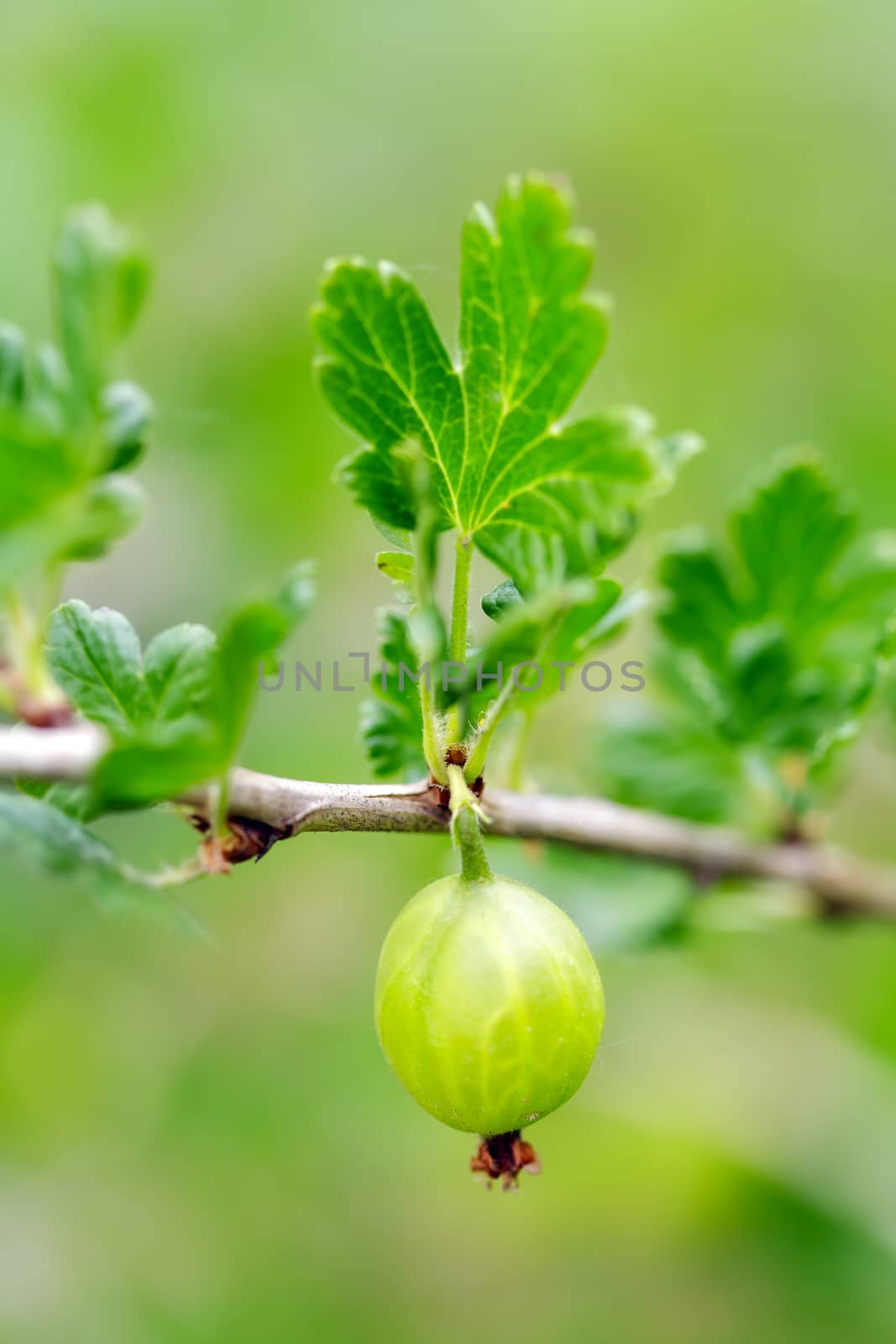 Gooseberry on a branch close up